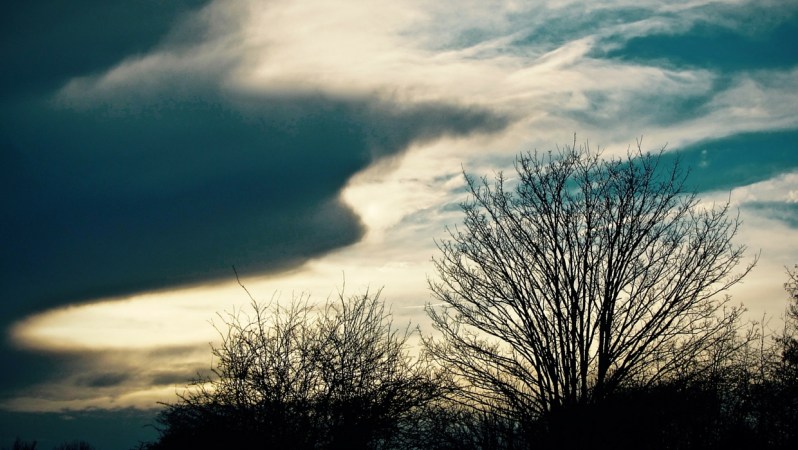 %22Wind-wept%22 by Tony Lobl